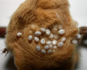 Egg Mass of Hylesia moth by Terrence Fitzgerald (2003)