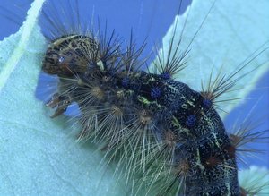 Gypsy moth caterpillar by Terrence Fitzgerald (2021)