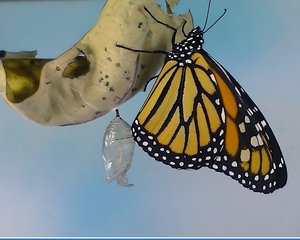 Monarch butterfly by Terrence Fitzgerald (2024)