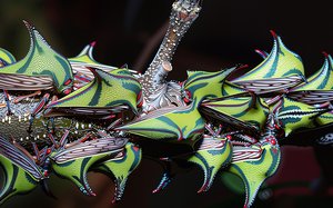 Membracid bugs by Terrence Fitzgerald (2003)