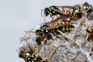 European paperwasp by Terrence Fitzgerald (2010)