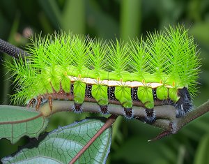 Spiny butterfly caterpillar by Terrence Fitzgerald (2003)