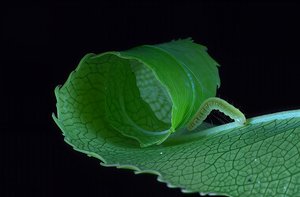 leaf rolling caterpillar by Terrence Fitzgerald (2020)