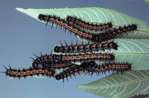 Spiny elm caterpillar by Terrence Fitzgerald (1996)