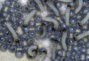 hatching woolly bear caterpillar eggs by Terrence Fitzgerald (2025)