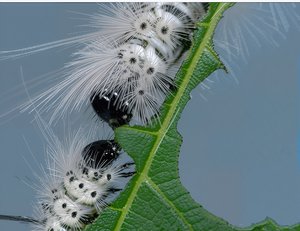 Hickory tussock caterpillar by Terrence Fitzgerald (2024)