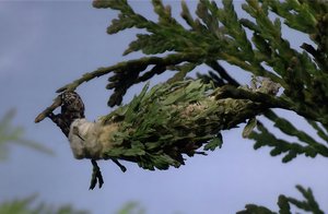 Evergreen bagworm  by Terrence Fitzgerald (2023)