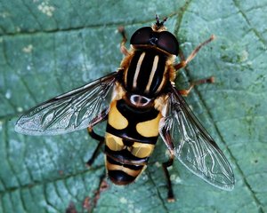 Syrphid fly by Terrence Fitzgerald (1984)