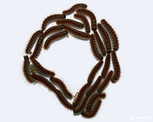 Pine processionary caterpillars by Terrence Fitzgerald (2021)