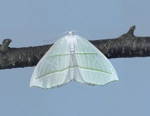 Pale beauty moth by Terrence Fitzgerald (2025)