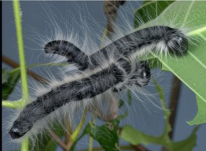 Walnut caterpillars by Terrence Fitzgerald (2025)