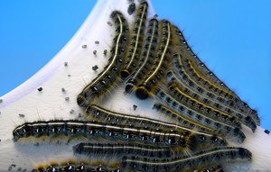 Eastern tent caterpillars by Terrence Fitzgerald (1984)