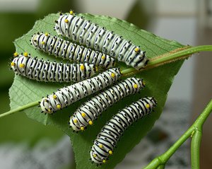 Promethea caterpillars by Terrence Fitzgerald (2002)