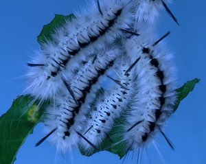 Hickory tussock caterpillars by Terrence Fitzgerald (2022)