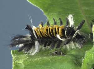 Milkweed tussock caterpillar by Terrence Fitzgerald (2024)