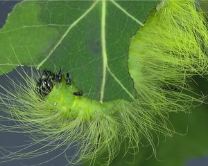 American dagger caterpillar by Terrence Fitzgerald (2021)