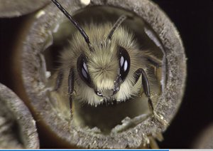 Solitary bee emerging  by Terrence Fitzgerald (2025)