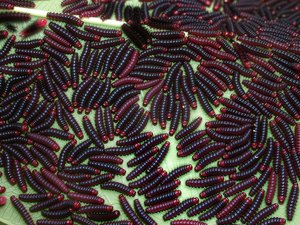Ammalo caterpillars by Terrence Fitzgerald (2015)