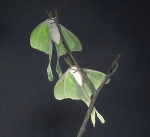 Luna moths by Terrence Fitzgerald (2023)