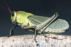 Taeniopoda stali by Terrence Fitzgerald