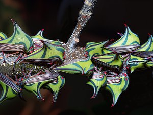 Umbonia crassicornis thornbugs by Terrence Fitzgerald