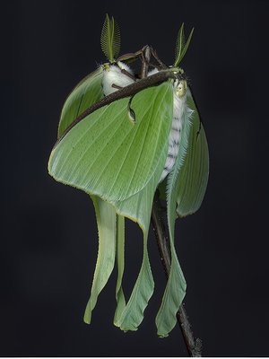 Mating Lunas_Photo_16x20x0.75_5lbs.jpeg by Terrence Fitzgerald (2026)