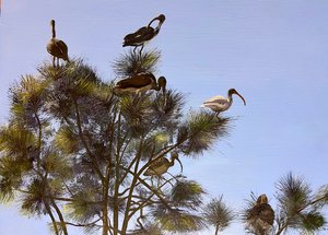 Bird Sanctuary  by Kalo Katharine Maloney (2025)