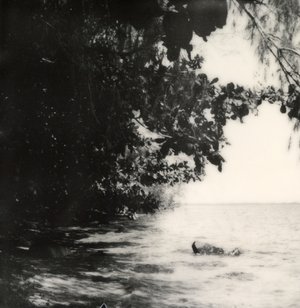 Sea Greens by Jeremy Maline