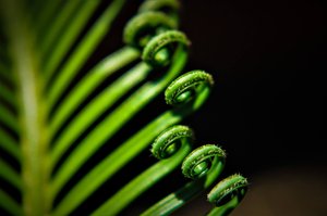 Morning Fern by Connie Huebner (2019)