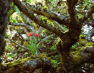Bloom Wherever You Are by Bea Ruoho (2025)