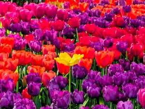 Stand out from the Crowd by Bea Ruoho (2025)