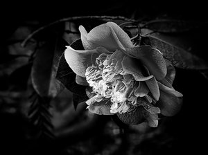 Midnight Bloom: The Shaded Garden Camellia by William Boehm (2026)