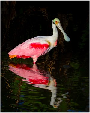 Splendid Spoonbill by Barry Heimlich
