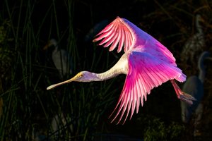 Pink on the Wing by Barry Heimlich (2022)