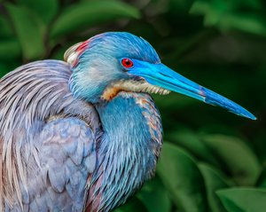 Ruby-eyed Heron by Barry Heimlich