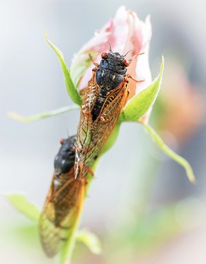 Brood XIX - Captured at my front yard after the rain; intrigued by the armor like texture of the out by Geok Hwa Ventrice