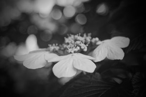 Botanical 1 by Jennifer Stevens