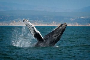 Monterey Whale Big by James McCarthy (2023)