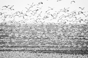 Taking Flight by James McCarthy (2025)