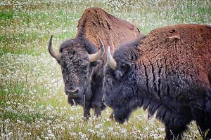 Bison 2016 Tetons by James McCarthy