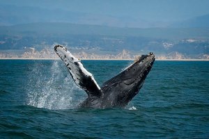Monterey Whale Big by James McCarthy
