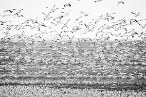 Taking Flight by James McCarthy