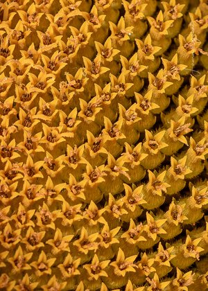 Sunflower — A Thousand Tiny Suns by Laura Gaunt (2025)