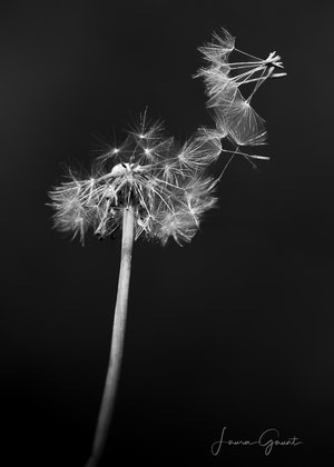 Dandelion — One Quiet Wish by Laura Gaunt (2025)