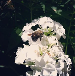 buzz by Amanda Hall (2020)
