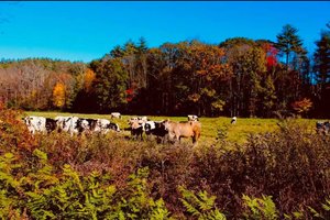 mooooo by Amanda Hall