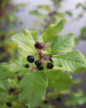 berry licious by Amanda Hall