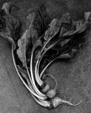 Marshall Gordon, Beets, 2025 by Marshall Gordon
