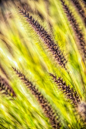 Wind Dance II by Sammy Davis (2025)