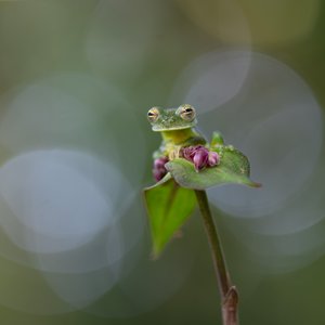 This Reticulated Glass Frog in Costa Rica was the highlight of my trip. The frog is about an inch lo by Susan Kennedy